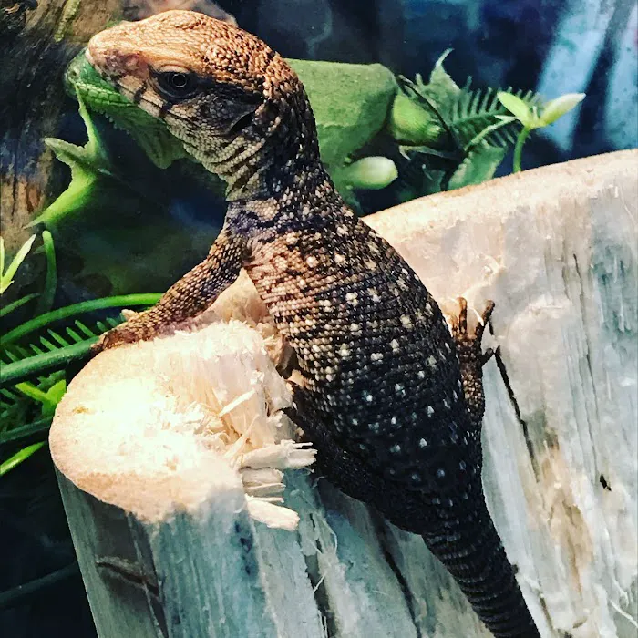 N&J Pet Shop Picture 4
