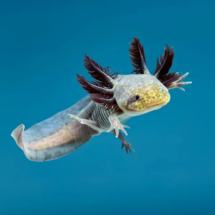 Axolotl Planet Picture 2