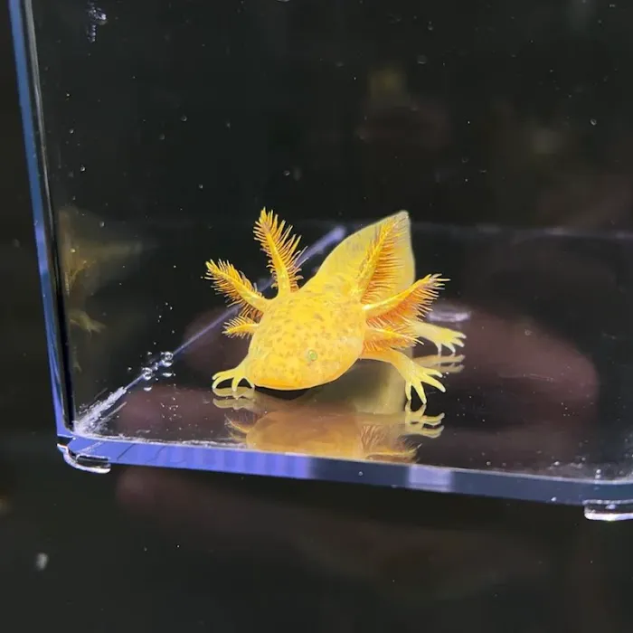 Axolotl Planet Picture 1