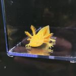 Axolotl Planet