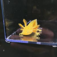 Axolotl Planet ico