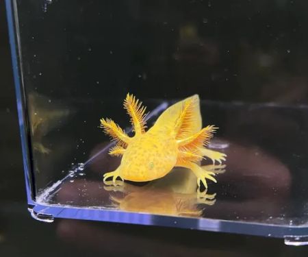Axolotl Planet
