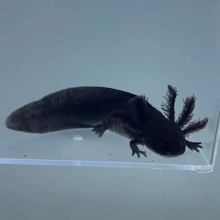 Axolotl Planet Picture 8