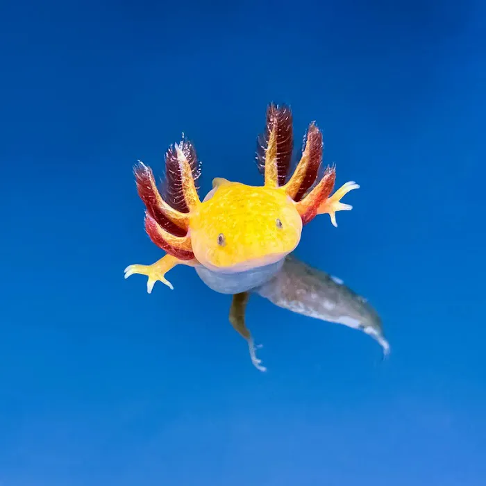 Axolotl Planet Picture 4