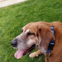 Arizona Humane Society Veterinary Clinic at South Mountain Campus ico