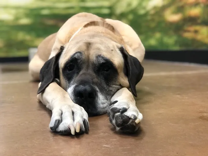 Arizona Humane Society Veterinary Clinic at South Mountain Campus Picture 4
