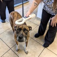Tolleson Animal Clinic ico