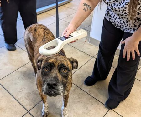 Tolleson Animal Clinic
