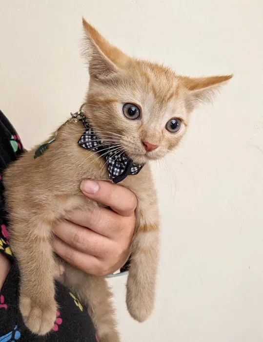 Tolleson Animal Clinic Picture 3