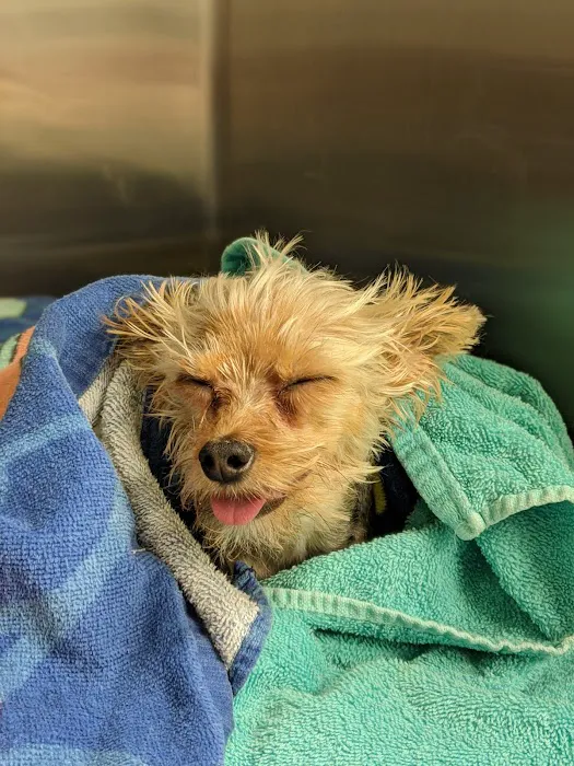 Tolleson Animal Clinic Picture 6