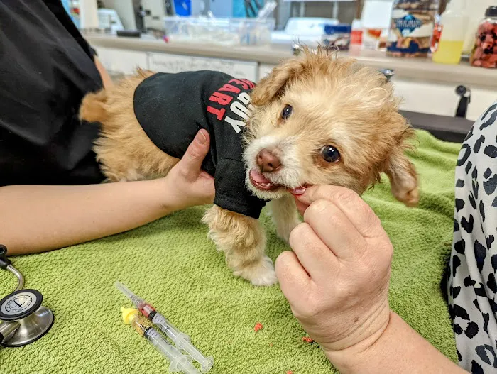 Tolleson Animal Clinic Picture 10