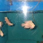 Atlantic Aquarium