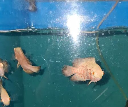 Atlantic Aquarium