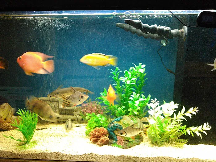Atlantic Aquarium Picture 8