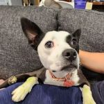 Banfield Pet Hospital