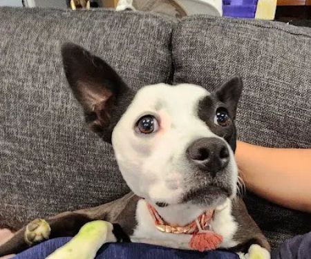 Banfield Pet Hospital