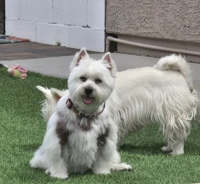 Banfield Pet Hospital Picture 6