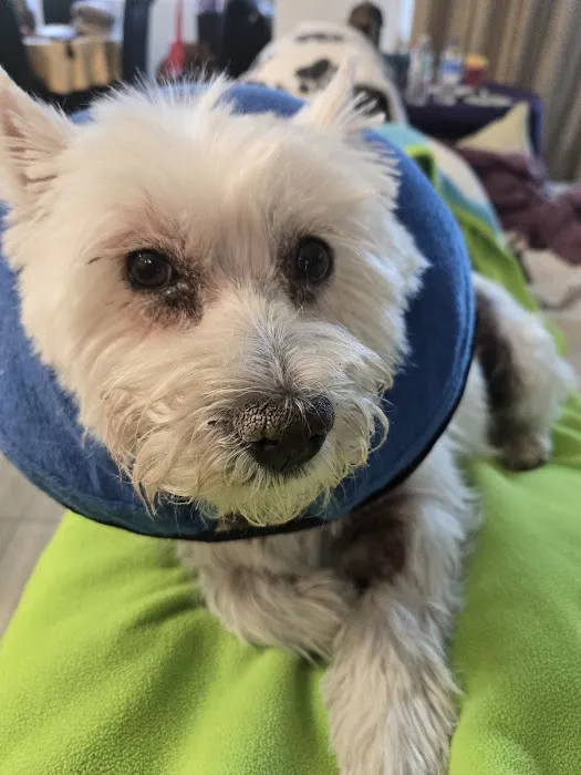 Banfield Pet Hospital Picture 8