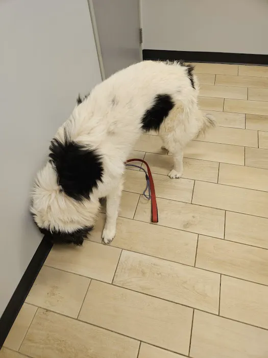 Phoenix Veterinary Center Picture 1