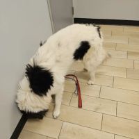 Phoenix Veterinary Center ico