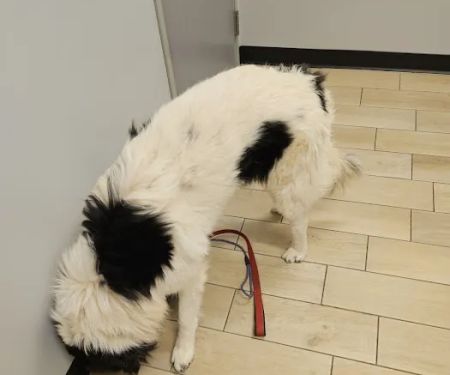 Phoenix Veterinary Center