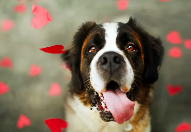 Phoenix Veterinary Center Picture 9