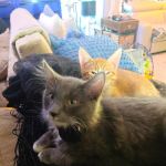 Arizona Humane Society Veterinary Clinic at Sunnyslope Campus