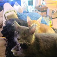 Arizona Humane Society Veterinary Clinic at Sunnyslope Campus ico