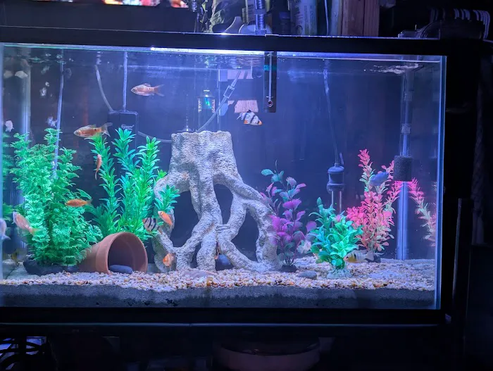 Fin-Tastic Tropical Fish & Pet Store L.A. Picture 2