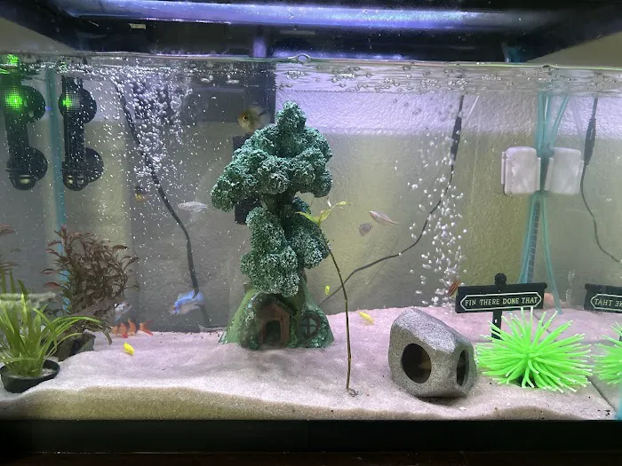 Fin-Tastic Tropical Fish & Pet Store L.A. Picture 7