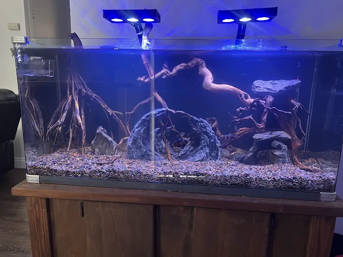 Fin-Tastic Tropical Fish & Pet Store L.A. Picture 4