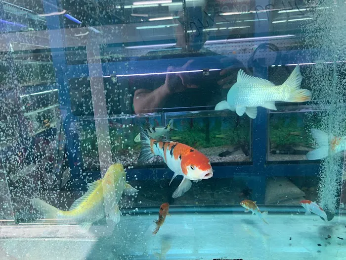 Fin-Tastic Tropical Fish & Pet Store L.A. Picture 6