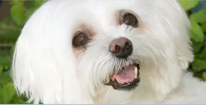 Altered Tails Barnhart Clinic, Phoenix Picture 10