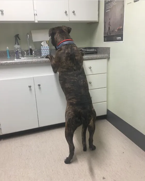 North Central Animal Hospital Picture 7