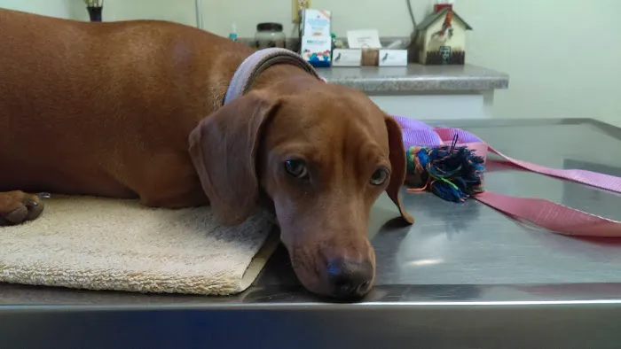 North Central Animal Hospital Picture 8