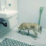 Palo Verde Animal Hospital