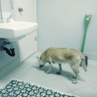 Palo Verde Animal Hospital ico
