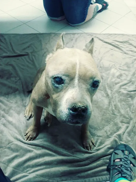 Palo Verde Animal Hospital Picture 4