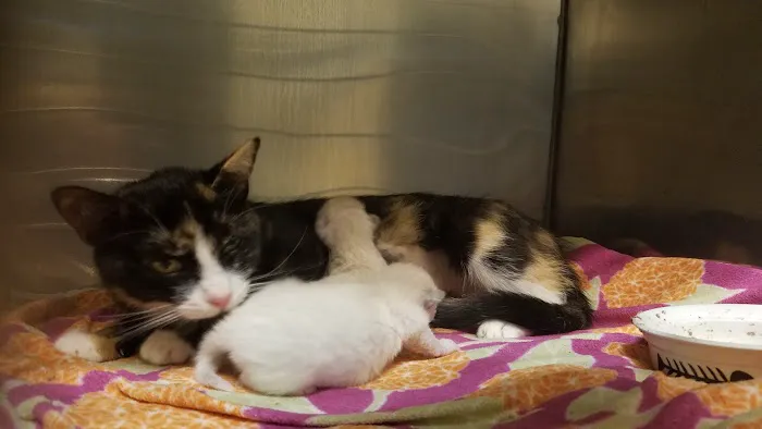Palo Verde Animal Hospital Picture 7