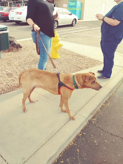Palo Verde Animal Hospital Picture 2