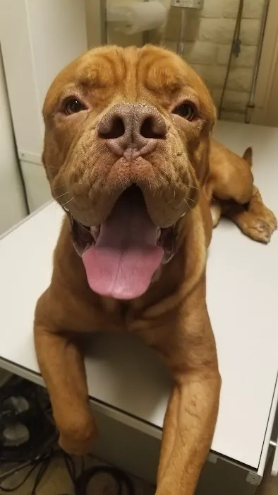 Palo Verde Animal Hospital Picture 5