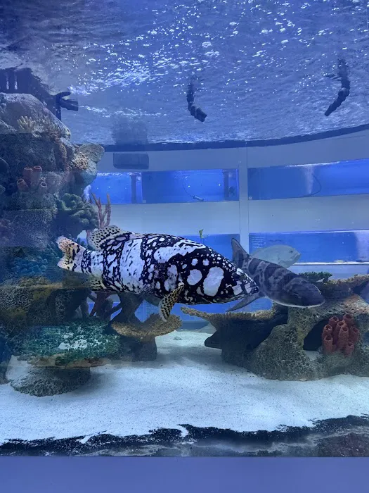 Harry's Marine Life Burbank Picture 2