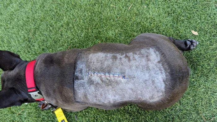 Veterinary Neurological Center Picture 1