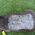 Veterinary Neurological Center