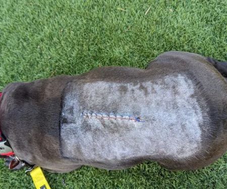 Veterinary Neurological Center