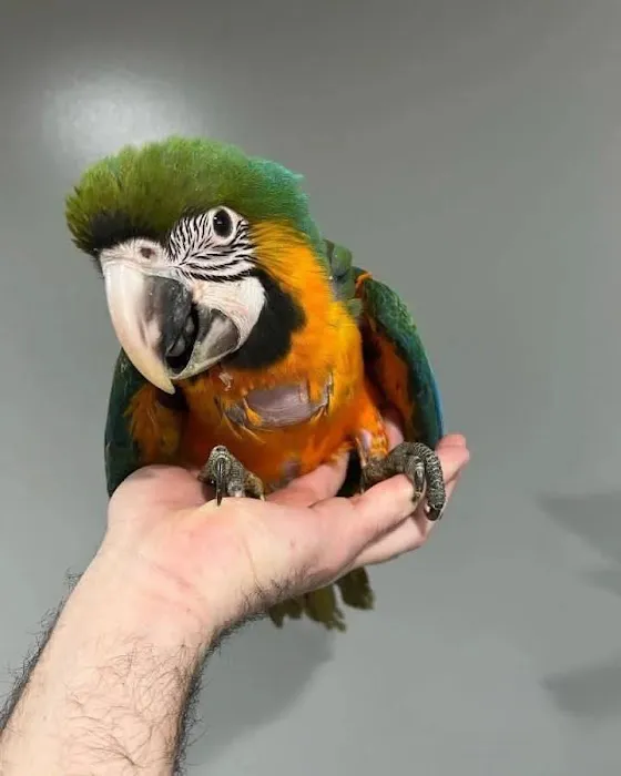 PARROT GLOW Picture 1