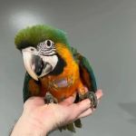 PARROT GLOW