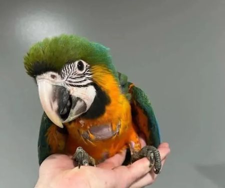 PARROT GLOW