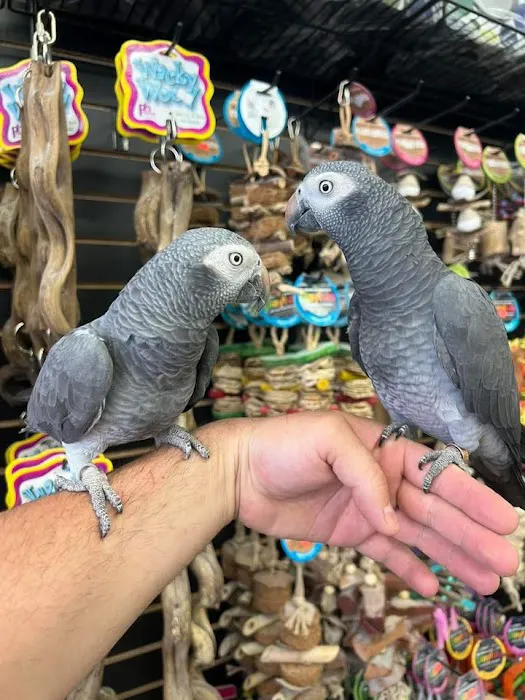 PARROT GLOW Picture 7