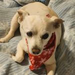 Kaibab Animal Hospital